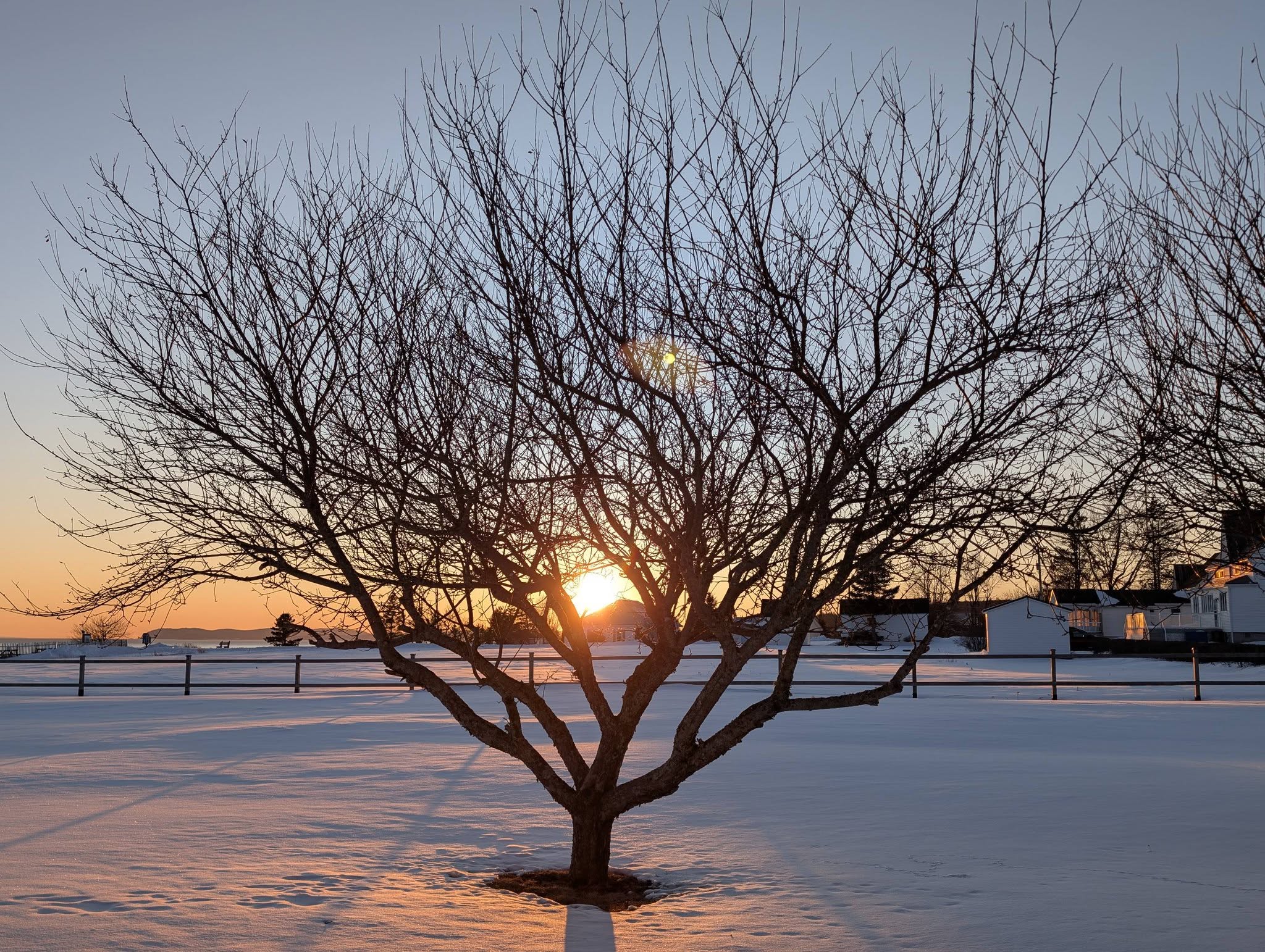 Bare tree with sun setting behind it.