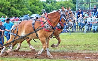 Oxford Firefighters Association Horse Pulls Saturday June 13