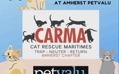 Ca-r-ma Amherst Helping Stray Cats Please Donate to our Fundraiser June 13 and 14th