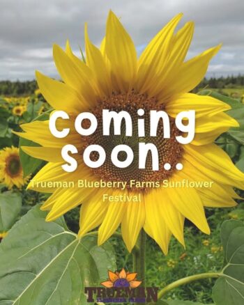 Coming Soon… Trueman Blueberry Farms’ Sunflower Festival!