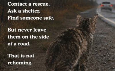 Please don’t abandon cats or any other animals on the roadside. It’s cruel and heartless towards an innocent creature.