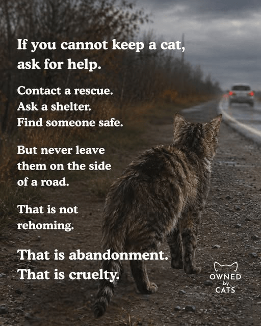 Please don’t abandon cats or any other animals on the roadside. It’s cruel and heartless towards an innocent creature.